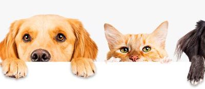 Mascotas